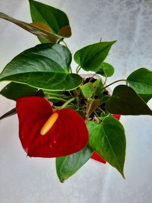 Продам цветущие антуриумы