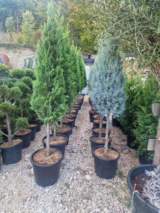 Mesteacan alb leylandii laut englezesc la pret minim garantat