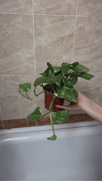 Комнатные растения