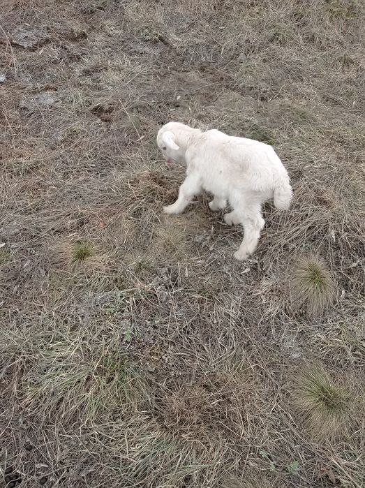 Продам альпонубйских козочек.