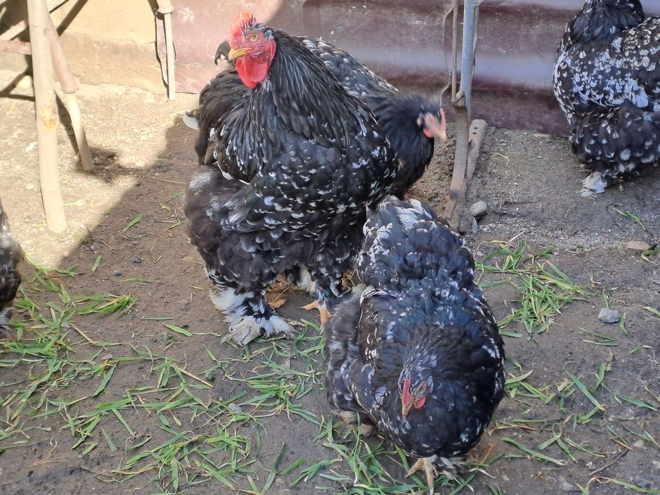 Vand cocoș cochinchina bobat 2025