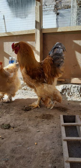 Брама хўрозлар сотилади