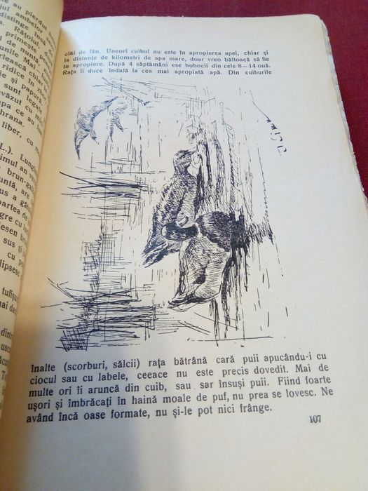 Carte veche ,,Despre vanatoare" C.A.V. Popescu 1936