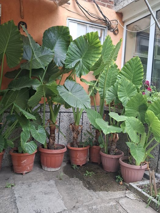 Трилистници от 1.20м до 2м