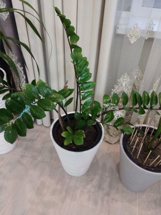 Продам цветы