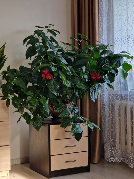 Комнатное дерево ГИБИСКУС