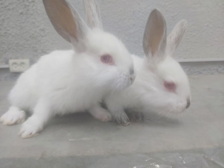 Продаются кролики крольчата куен болалари.