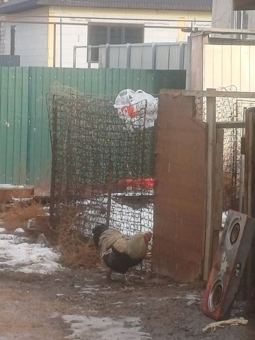 Кораз сатам 2 жасар