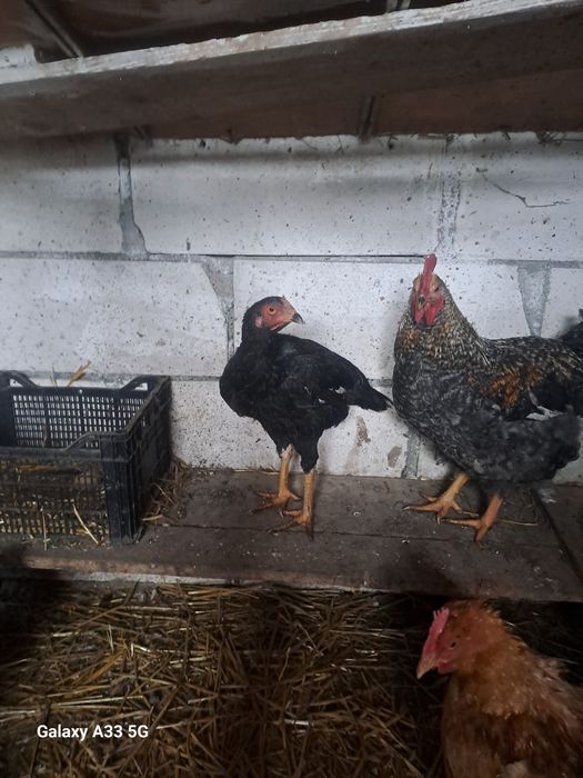 Cocos combatant indian