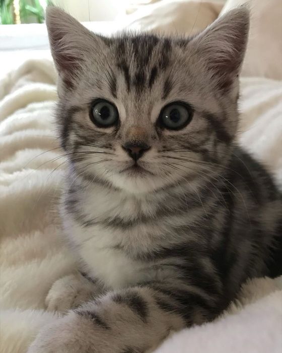 American shorthair F