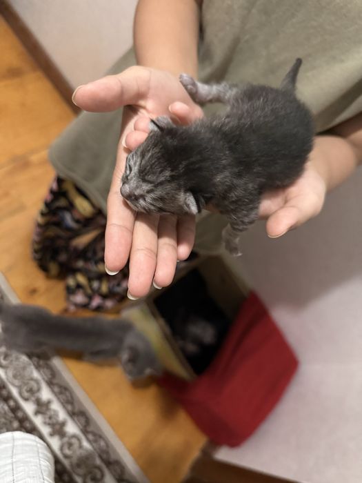 Кошки есть одна неделья