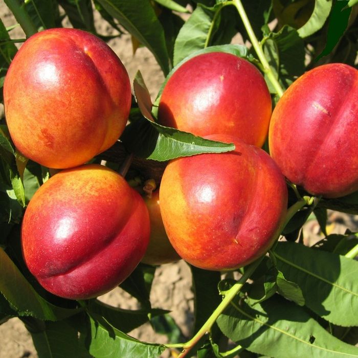 Pomi Fructiferi La GHIVECI (NECTARIN )