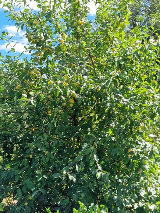 Продам дачу 7,5 соток