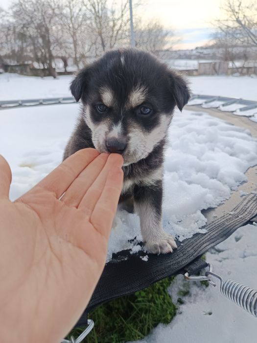 Подарявам кученца