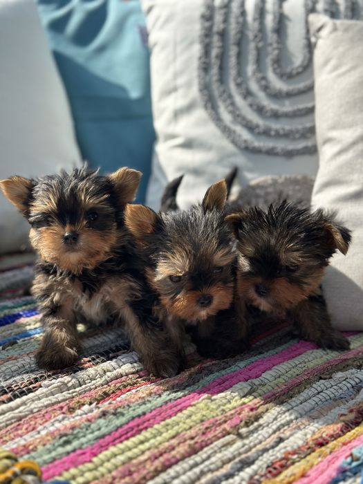 Йоркширски териер / Yorkshire Terrier