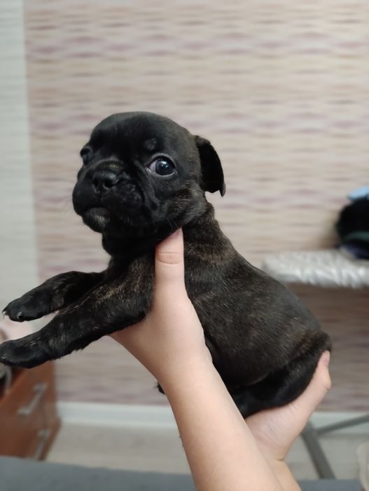Щенки французский бульдог