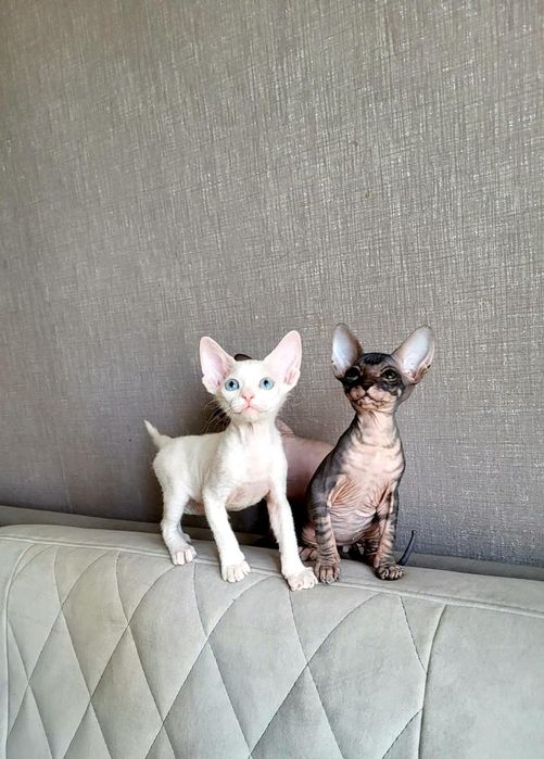 Детки Донские Сфинксы.