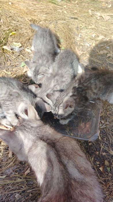 Дарю котят: 3 мальчика и 1 девочка