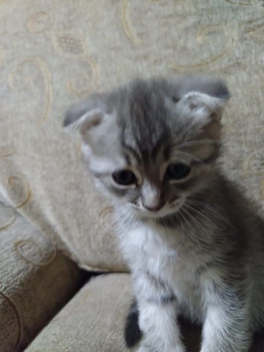 Продам 2 ангелочков