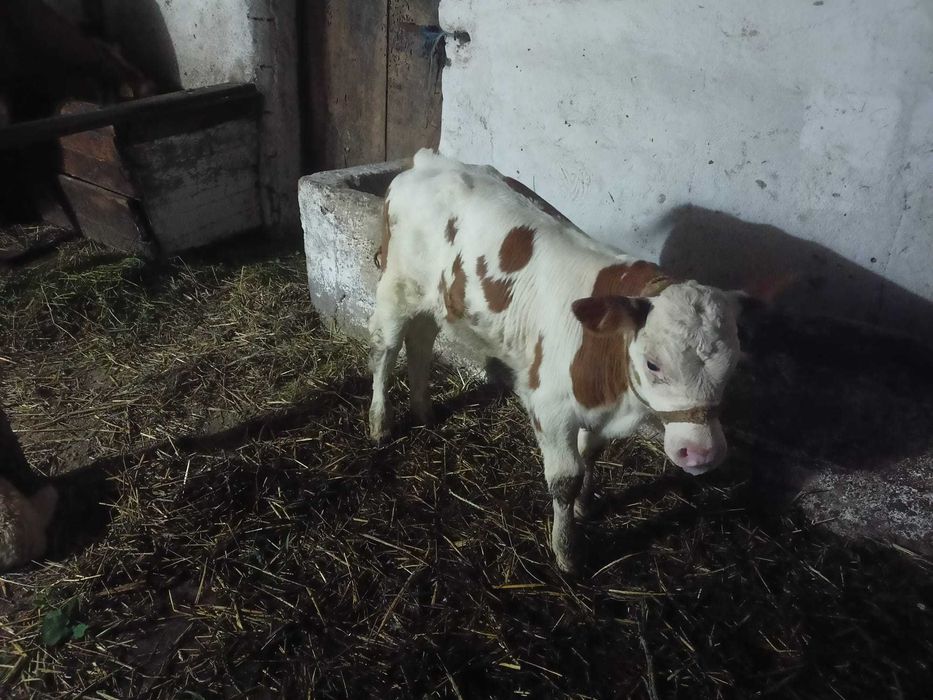 Vaca cu vițel de vanzare