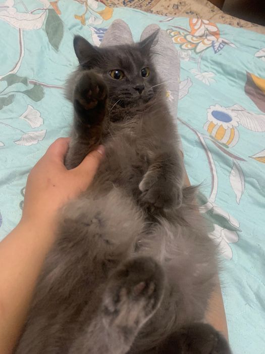 Бесплатный котёнк кошка