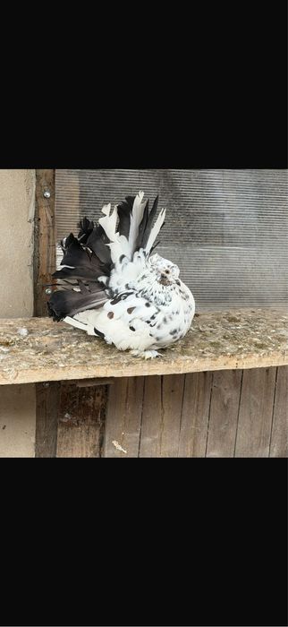 Porumbei Voltati Indieni