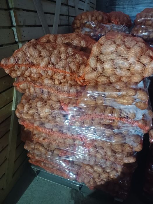 Cartofi consum, 60+ ambalați la 10kg și 25 kg