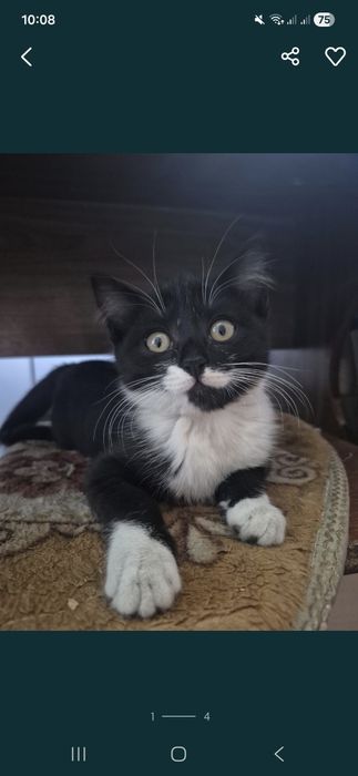 Животные.  Котёнок.  Бесплатно