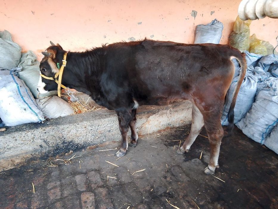 Shivet xunajin sotiladi zotdor