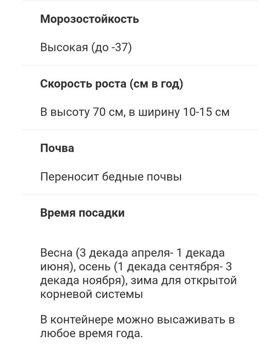 Тополь пирамидальный, саженцы