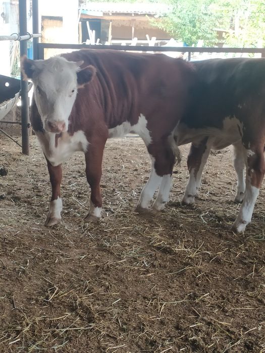 Жас қашар еті бар жiлiкке наличка