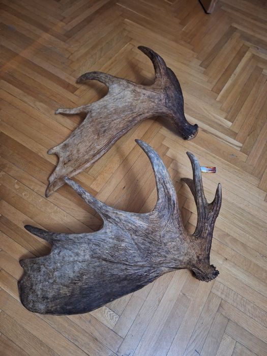 Vând coarne elan, cerb trofeu