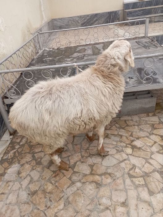 Bugʻoʻz qoʻy sotiladi