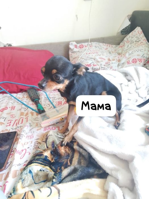 Щенки мини  той терьер