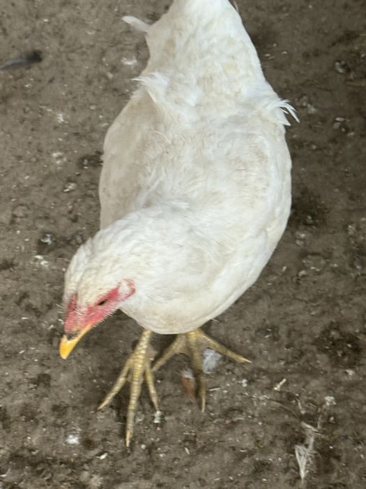 Продам молодых породистых кур.