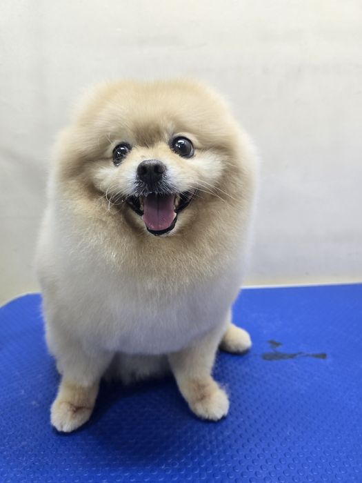 Груминг собак и кошек