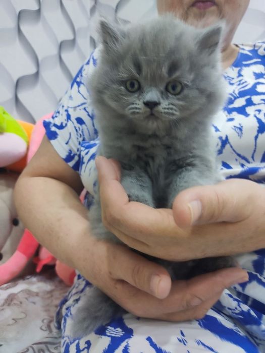 Продается кошка скоттиш страйт