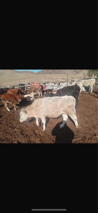 Сатылымда буаз кунажын