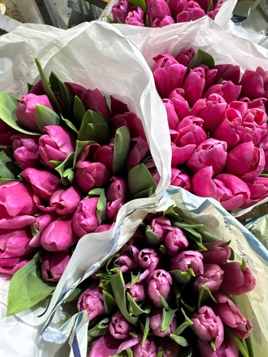 Тюльпаны оптом / розница от 25 штук