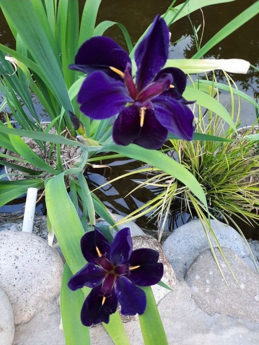 Ирис болотный Ensanta Kaempferi