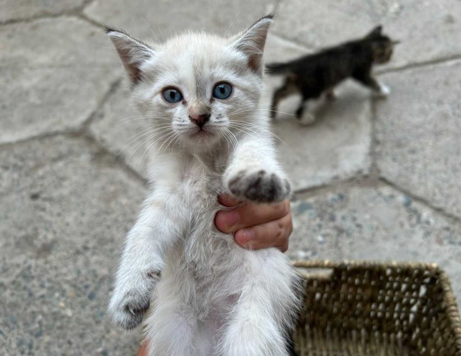 Отдаём котят даром