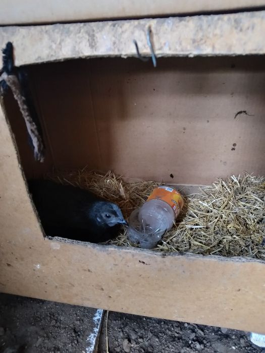 Uhayel tovuqlar sotiladi