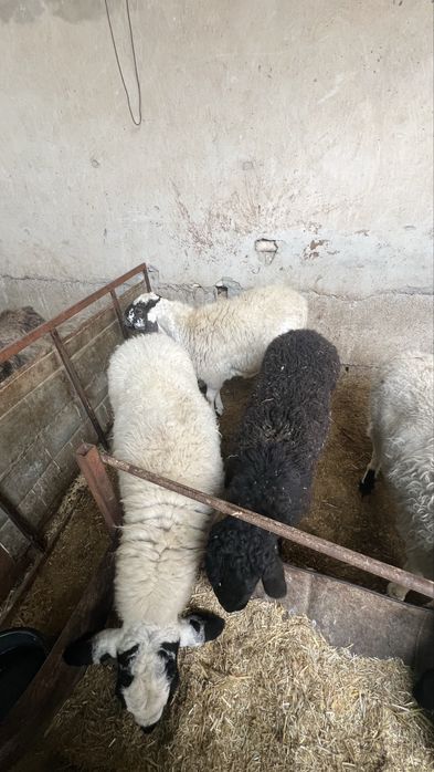 Қўчқор ва қўйлар сотилади