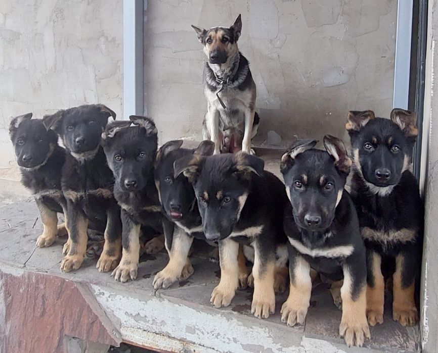 Восточной европейская овчарка