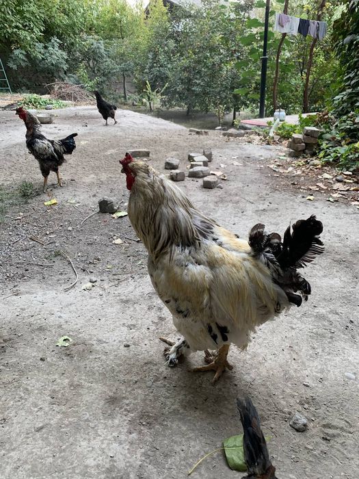 Biramalar zudlik bilan sotiladi 1/2