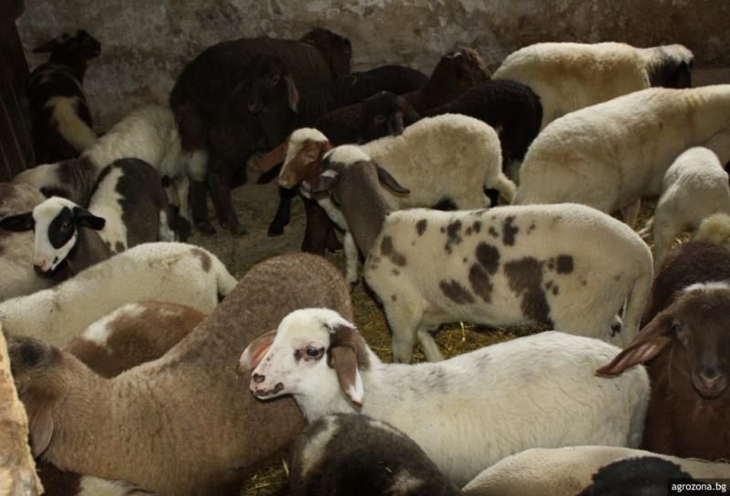 Продавам агнета с.Михалци