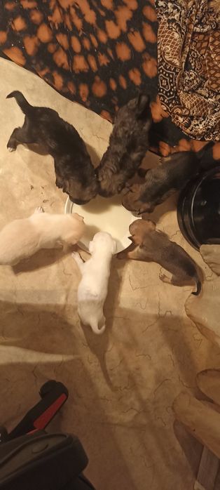 Отдам в Добрые Руки