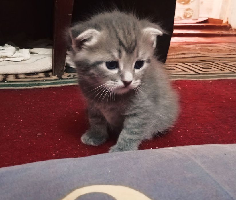 Продаются котята