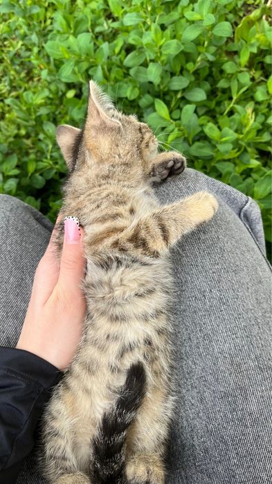 Отдам котят в добрые руки