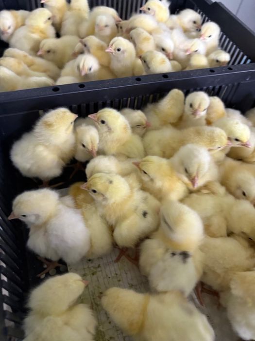 коб 500балапандар сатыладыы